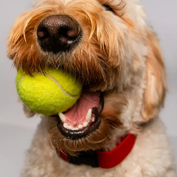 A dog with a ball