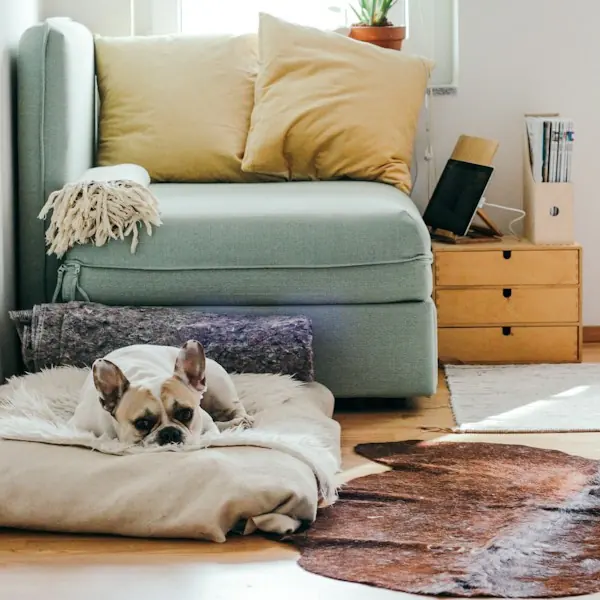 A dog waiting at home
