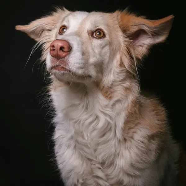 A happy dog
