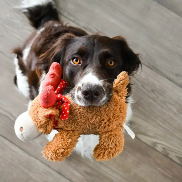 A dog with a plush toy